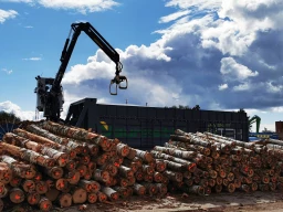 pine logs container loading